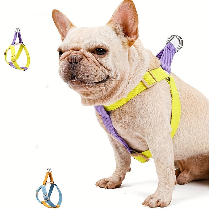 Upgrade Your Pet's Walks with the Rainbow Colorblock Pet Harness Set
