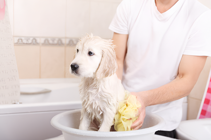 Keeping Your Pet Clean and Fresh