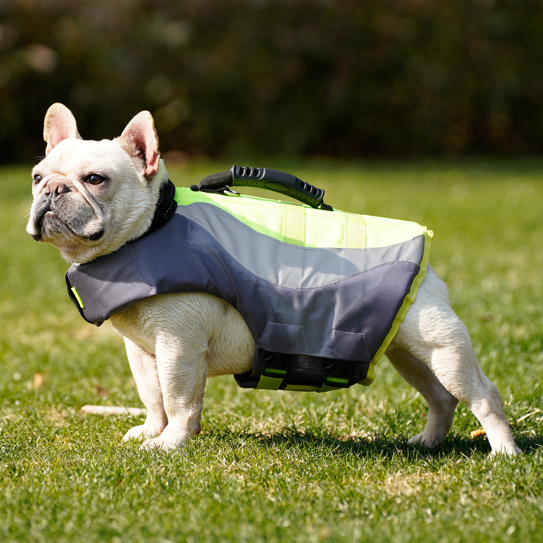 Reflective Pet Life Safety Swimsuit Jacket