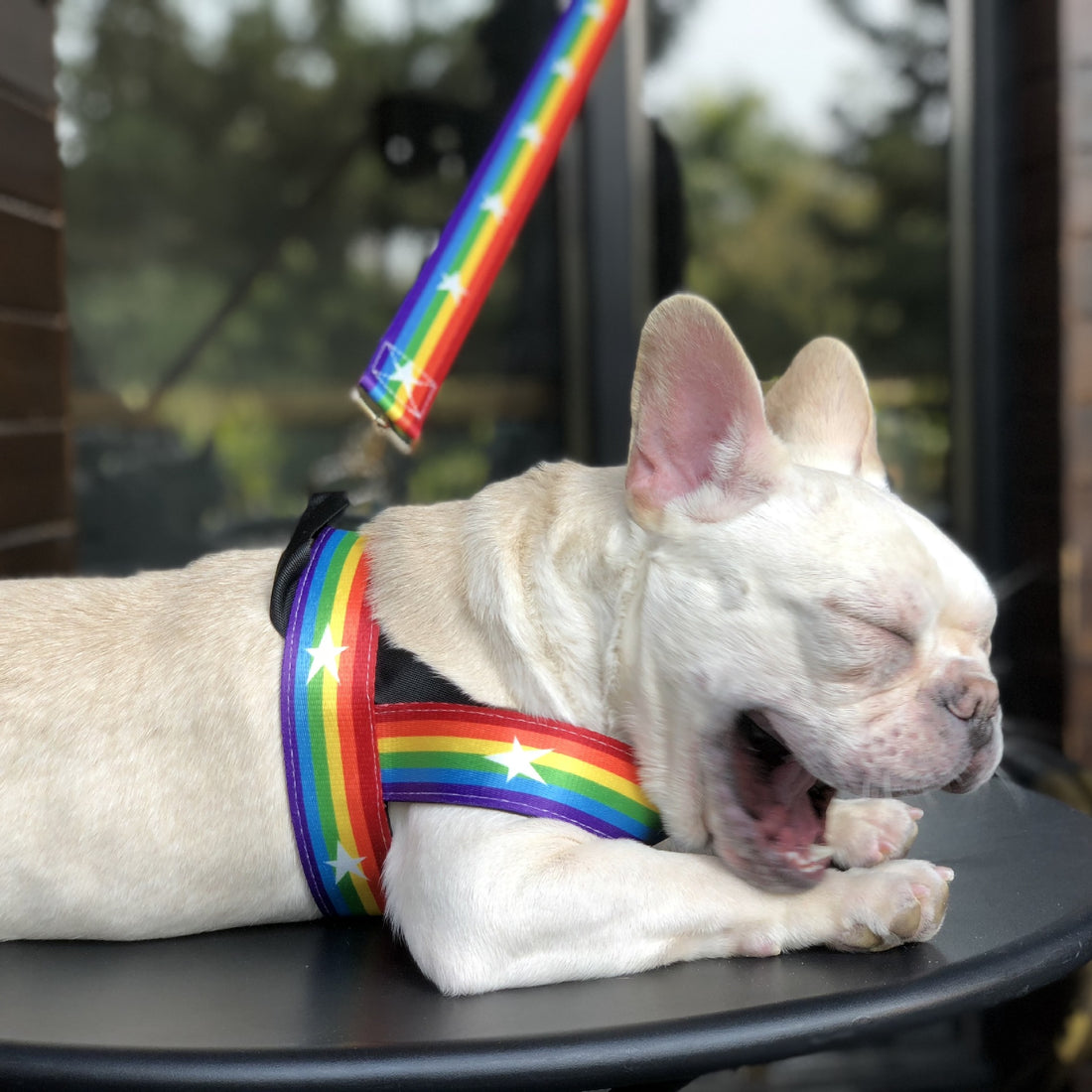 Rainbow Pet Chain Leash Stylish Walking Strap
