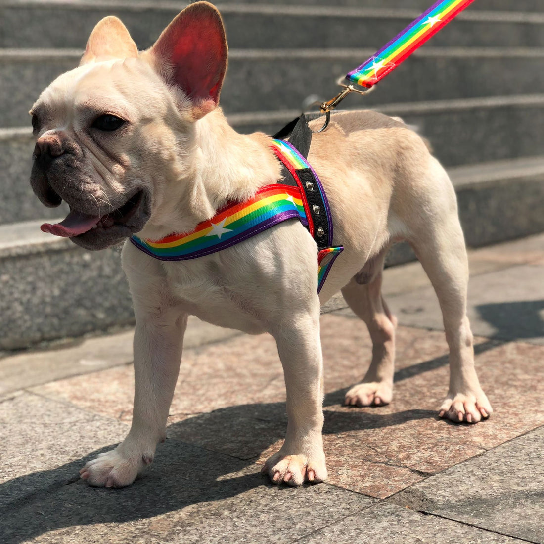 Rainbow Pet Chain Leash Stylish Walking Strap