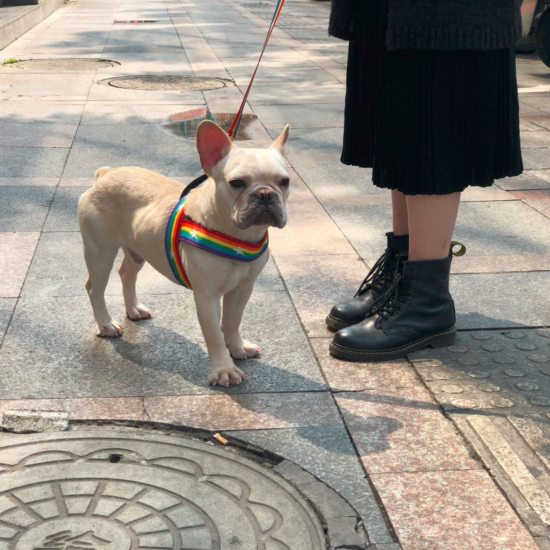 Rainbow Pet Chain Leash Stylish Walking Strap