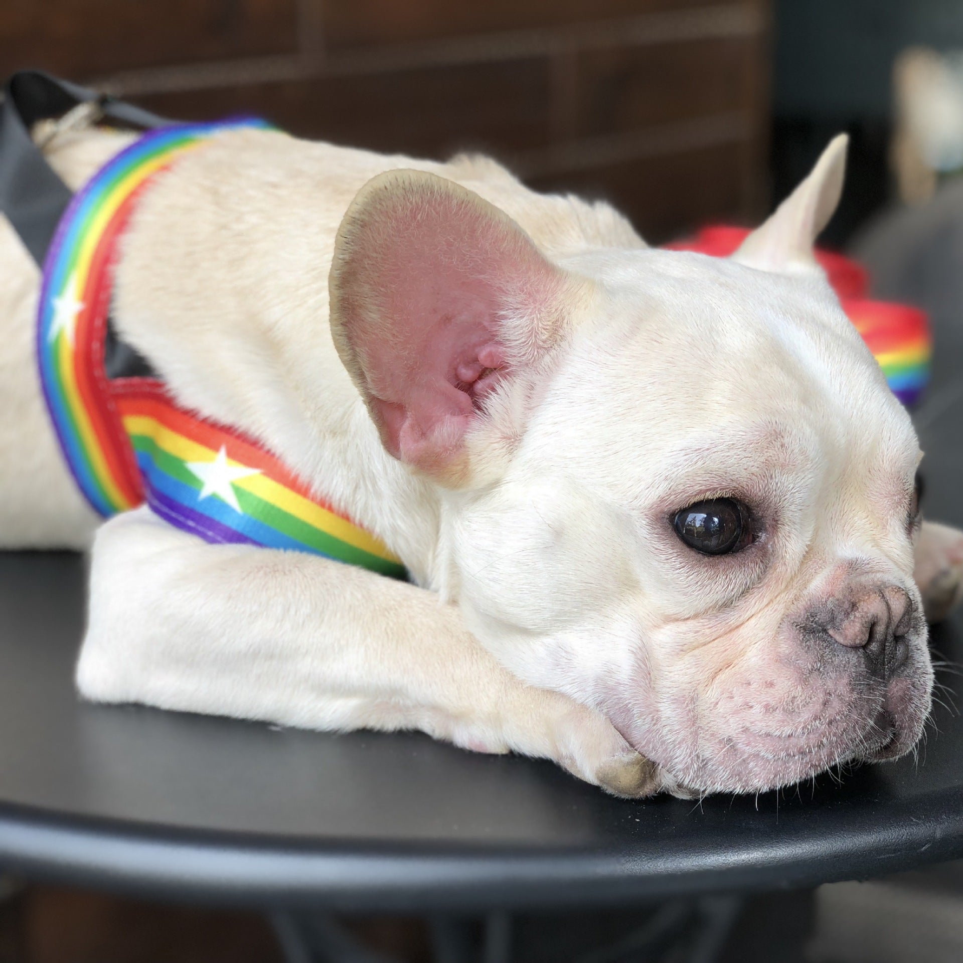 Rainbow Pet Chain Leash Stylish Walking Strap