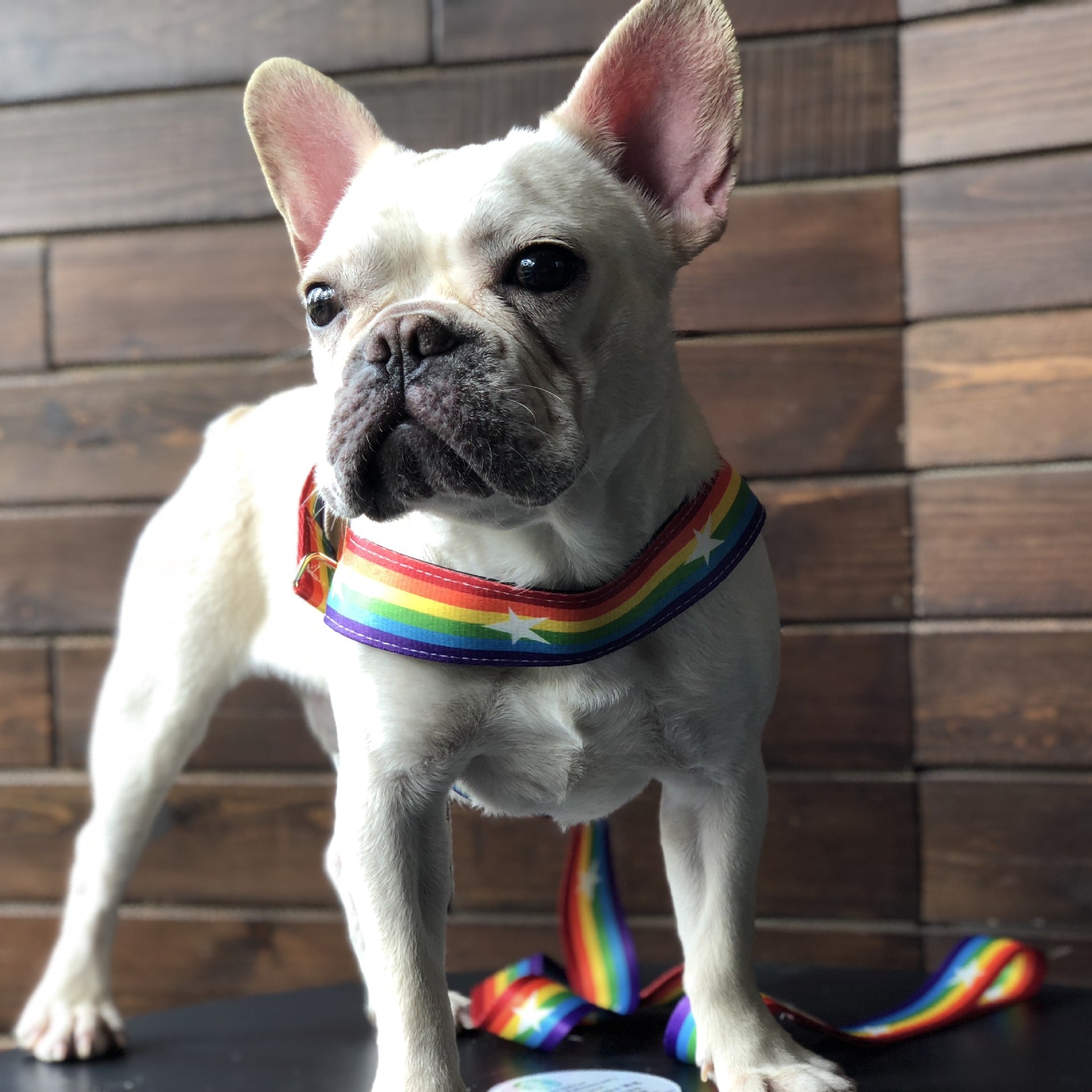 Rainbow Pet Chain Leash Stylish Walking Strap