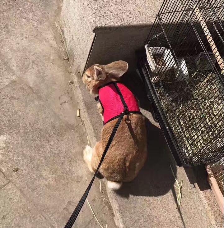 Adjustable Small Pet Leash For Walking