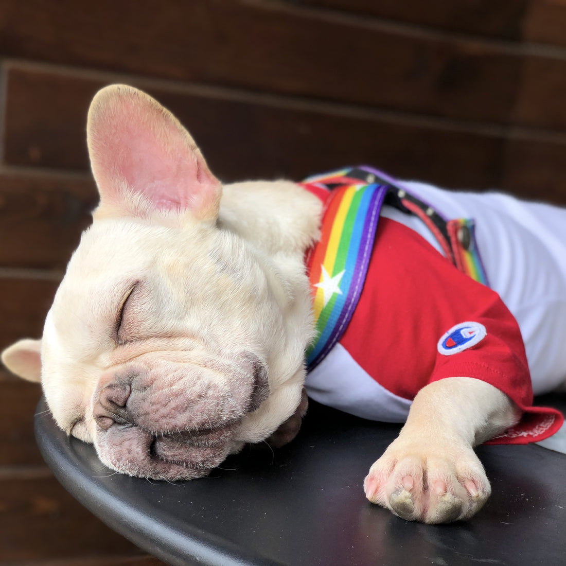 Rainbow Pet Chain Leash Stylish Walking Strap