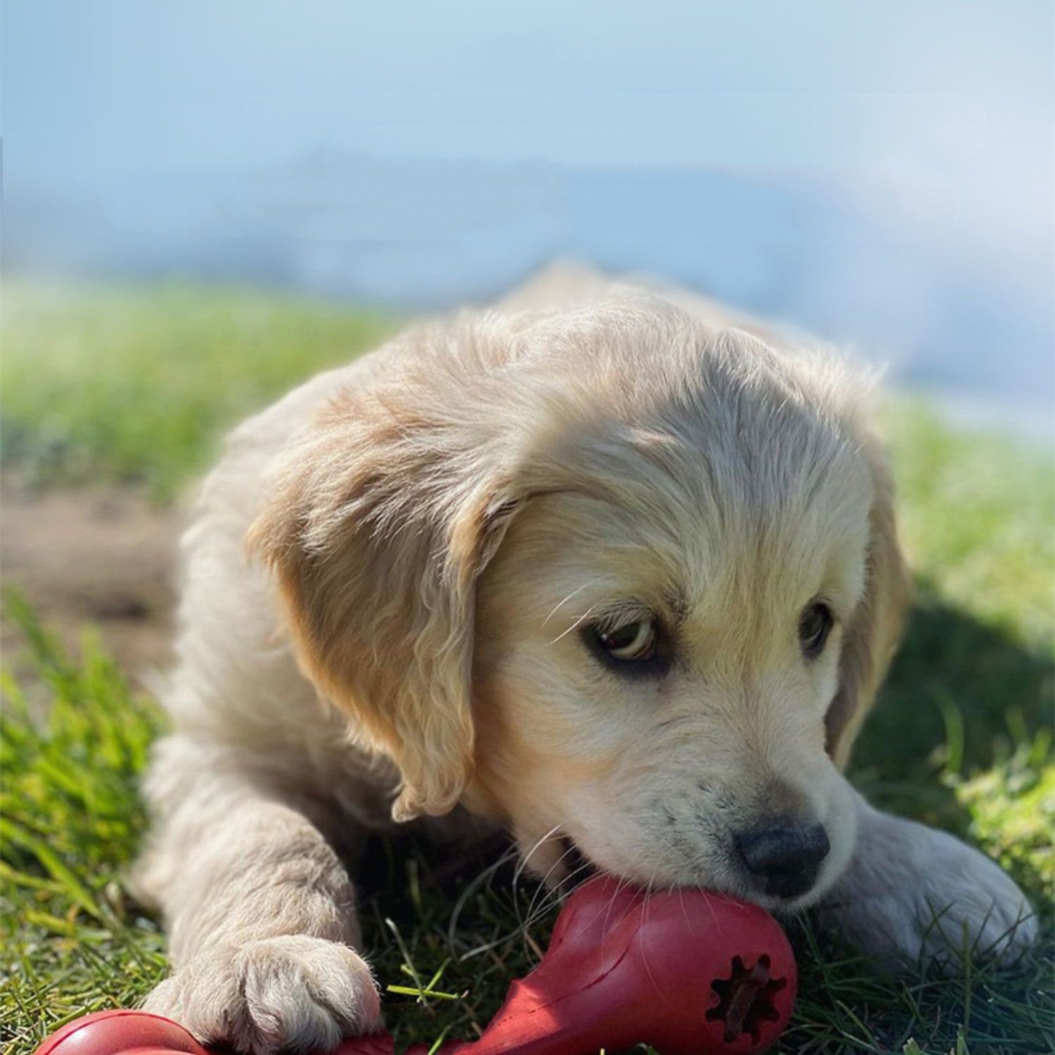 Bite-Resistant Rubber Pet Chew Grinding Toy