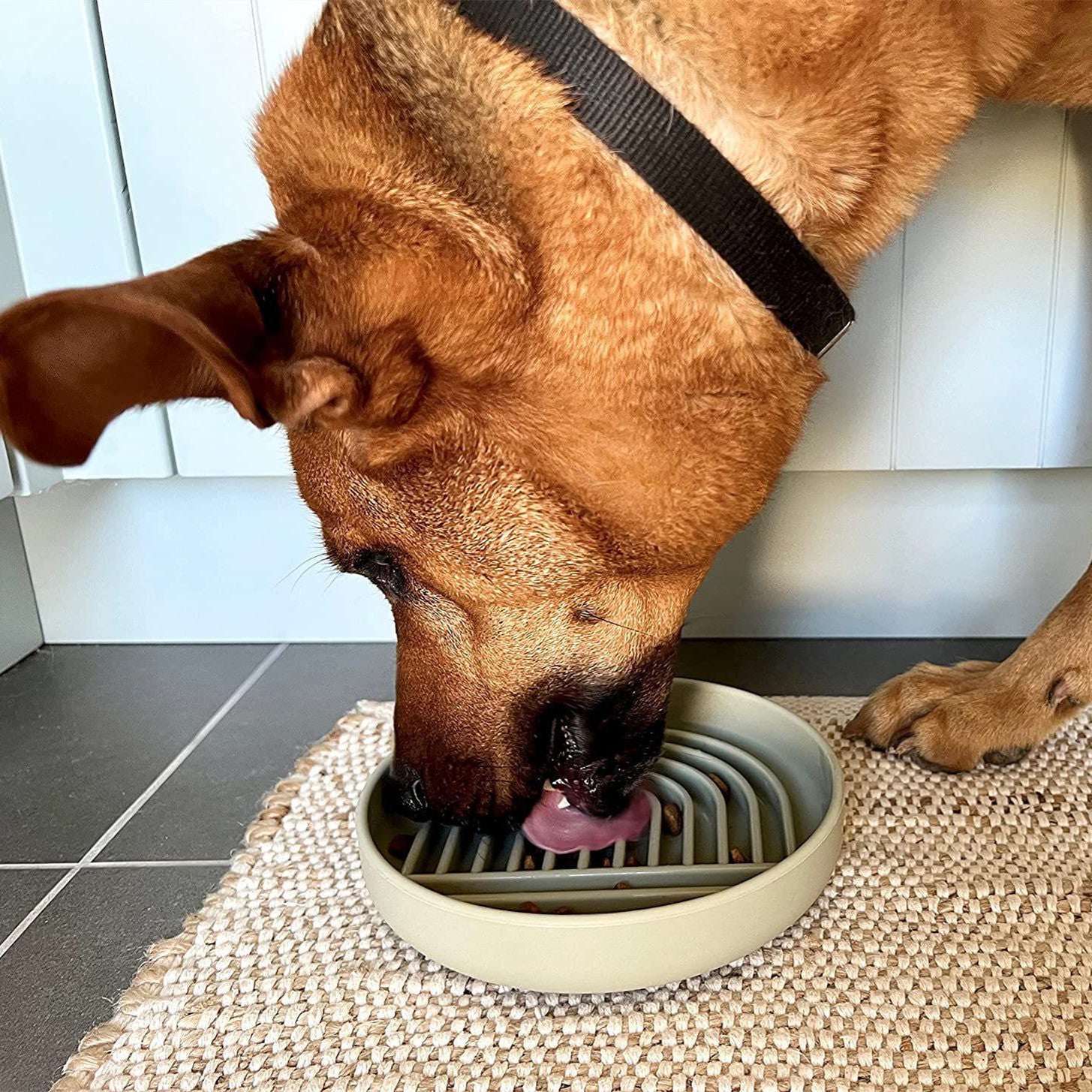 Pet Slow Feeding Bowl Fashion Simple Design