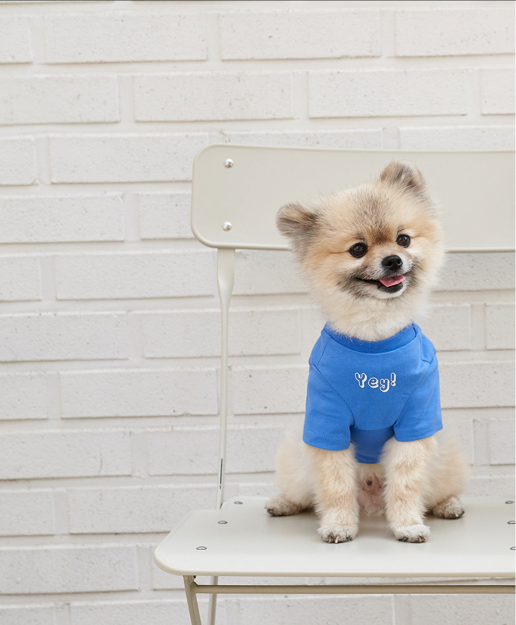 Korean Style Pet Cotton Short Sleeve T-Shirt